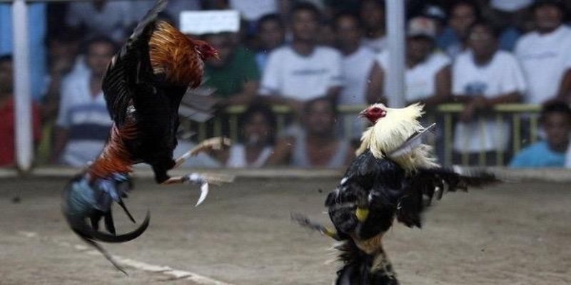 Ưu điểm về sự kịch tính và tốc độ của trận đấu