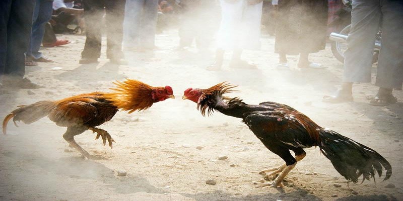 Những hình thức phổ biến về chiến kê hay xuất hiện