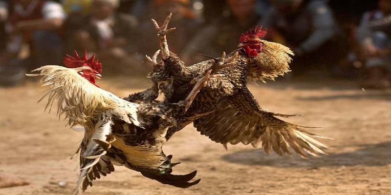 Định nghĩa đá gà mạng là gì