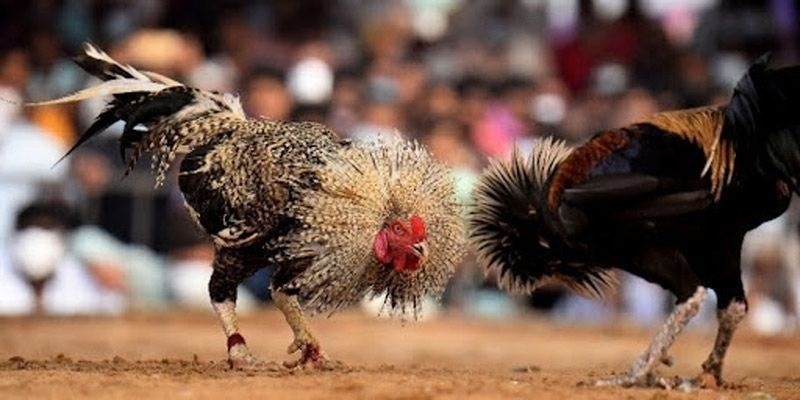 Những giống gà được yêu thích nhất hiện nay